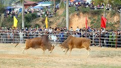 Ngày Xuân về Điện Biên Đông xem hội đấu bò truyền thống