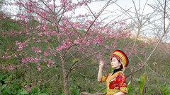 Miễn phí tàu hỏa Mường Hoa Sa Pa cho du khách 5 tỉnh phía Bắc