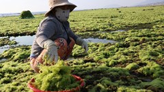 Người dân vui mừng đón nhận “lộc biển” đầu năm