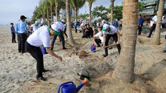 Đà Nẵng: Trồng cây xanh, làm sạch môi trường biển