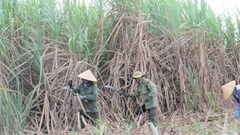 Khánh Hoà: Nông dân không còn mặn mà với cây mía