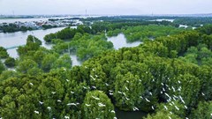 “Lá phổi xanh” Cồn Chim