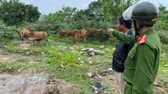 Bắt người đàn ông lùa trộm 12 con bò trong đêm