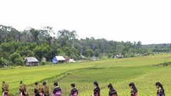 Đặc sắc Lễ hội ăn cốm lúa mới của người Bana Kriêm