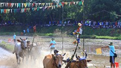 Phát huy Lễ hội đua bò Bảy Núi của đồng bào Khmer ở An Giang gắn với phát triển du lịch