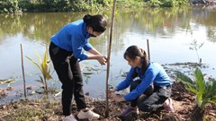 Trồng cây xanh cải thiện môi trường, giảm nhẹ thiên tai