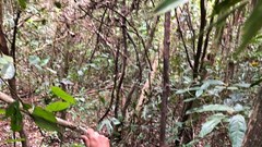 Giữ xanh rừng cảnh quan di sản Mỹ Sơn