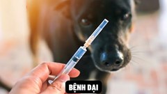 Tăng gấp đôi số tỉnh, thành có động vật mắc bệnh dại