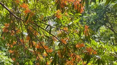 Người Bana làm du lịch cộng đồng giữa cánh rừng trang cổ