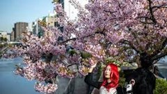 Nhật Bản sẽ đón mùa hoa anh đào nở sớm hơn bình thường