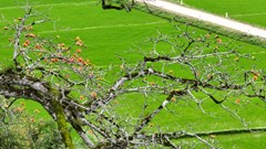 Chiêm ngưỡng cây di sản đầu tiên ở Quảng Bình nở hoa vàng sắc cam