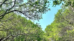 Quảng Ngãi: Ưu tiên phát triển du lịch nông thôn theo hướng xanh, bền vững