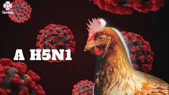 Người mắc cúm A/H5N1 tử vong: Chưa có thuốc đặc trị và vắcxin phòng bệnh