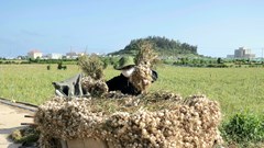 Đưa tỏi Lý Sơn thành sản phẩm du lịch đặc trưng
