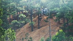 Lâm Đồng: Hàng trăm cây thông trước nguy cơ chết hàng loạt bởi dự án du lịch