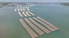 Những bè tre khổng lồ treo vạn dây hàu ở cửa sông Gianh