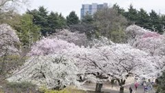 Hoa anh đào nở rộ tại thủ đô Tokyo của Nhật Bản