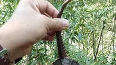 Quảng Nam: Phát hiện cá thể rùa đầu to quý hiếm