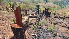 Khởi tố 5 đối tượng liên quan vụ phá rừng trái pháp luật ở xã Đắk Psi