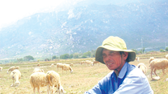 Đời “phu cừu” giữa vùng nắng cháy