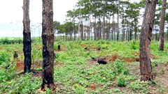 Đắk Nông​: Công ty của vợ nguyên Phó giám đốc Công an tỉnh để mất rừng