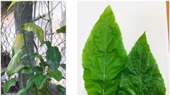 Tự dùng lá cây chữa bệnh, bé gái 1 tuổi nhập viện cấp cứu