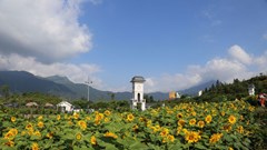 Phát hiện ngọn đồi hoa hướng dương tuyệt đẹp ngay chân núi Fansipan