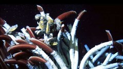 NASA tìm sự sống dưới đáy đại dương