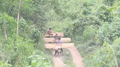 Về “Rừng phòng hộ Căm Xe bị tàn phá, chính quyền, cơ quan chức năng làm ngơ?”: UBND tỉnh Khánh Hòa yêu cầu kiểm tra và xử lý nghiêm