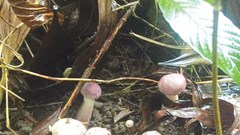 Rộn ràng mùa nấm tràm