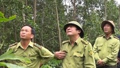 Quảng Nam: Tính chuyện mua lại rừng, trồng cây bản địa bảo vệ đàn voọc chà vá chân xám