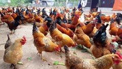 Quảng Ninh: Lần đầu tiên tổ chức Lễ hội ẩm thực gà Tiên Yên