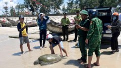  Thả cá thể vích nặng gần 70kg về biển