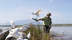  Tháo gỡ bẫy bắt chim trời, giải cứu và thả về tự nhiên hàng trăm cá thể