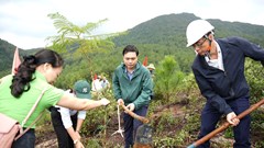  Trồng hơn 1.000 cây xanh tôn tạo cảnh quan núi Kim Phụng