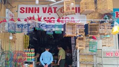 Đi uống cà phê nếu mang theo chim phải chứng minh nguồn gốc