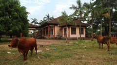 Trung tâm giới thiệu sản phẩm nghề đúc đồng thành nơi chăn thả bò