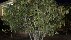 Sắp bàn giao trụ sở phường, nhiều cây mai vàng được đào lên để... bảo dưỡng?