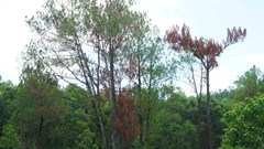 Làm rõ vụ việc các cây thông bị “đầu độc” gây chết khô
