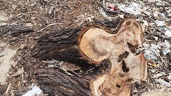 Gần 2,6 ha rừng phòng hộ ven biển được xã “thanh lý” trước sáp nhập