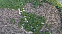 Thành phố Huế chỉ đạo công an điều tra, xử lý vụ khai thác rừng phòng hộ ven biển