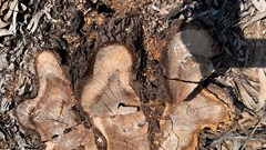 Chuyển hồ sơ đến cơ quan cảnh sát điều tra