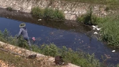 Làm rõ nguyên nhân cá chết ở Khu công nghiệp Phong Điền