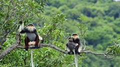 Thành lập Khu Bảo vệ cảnh quan Bắc Hải Vân  quy mô hơn 7.354 ha