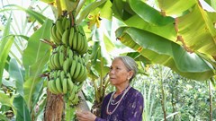 Trồng cuối già lùn tạo sinh kế bền vững cho đồng bào vùng cao A Lưới