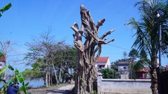 Cưa trụi cây cổ thụ ở di tích, địa phương nói không vi phạm Luật Di sản văn hóa