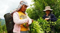 Xanh thẳm rừng chè trăm tuổi trên dãy Cà Đam 