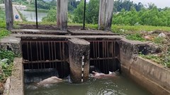 Xác lợn chết vứt bừa bãi trên kênh