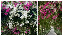 Du khách mê mẩn đường hoa giấy rực rỡ ở đảo Bé