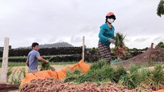 Nông dân đặc khu Lý Sơn tất bật thu hoạch hành chạy bão
